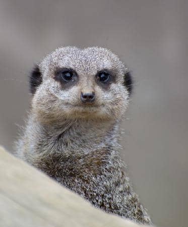 Exotic Animal Exhibits