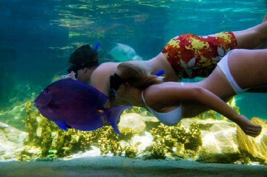 Dolphin Swim Experience