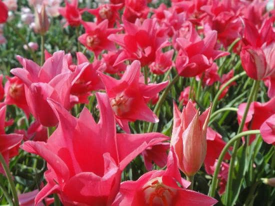 Pick Your Own Flowers