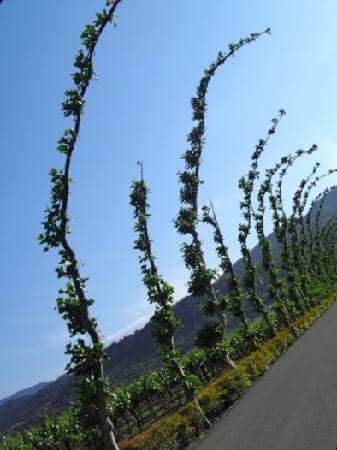 Beautiful Gardens and Sculptures