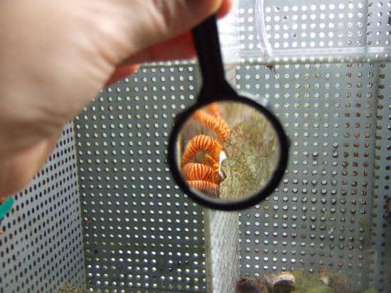 Vivid Tropical Fish Displays