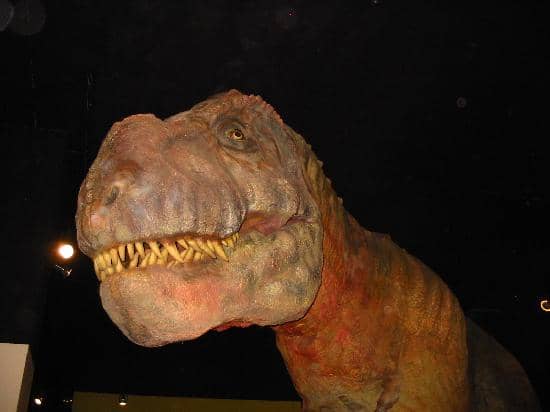 Real Fossil Collections