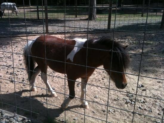 Alligator Feeding Show