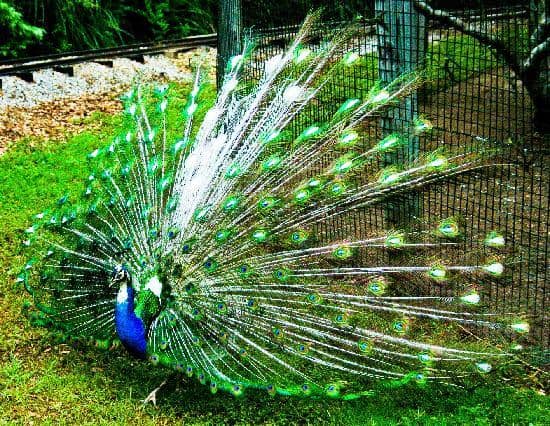Animal Encounters
