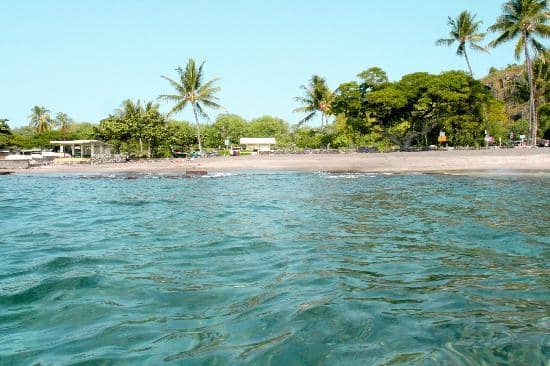 Dolphin and Turtle Sightings