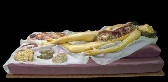 Anatomical Wonders