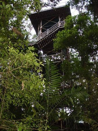 Canopy Tower