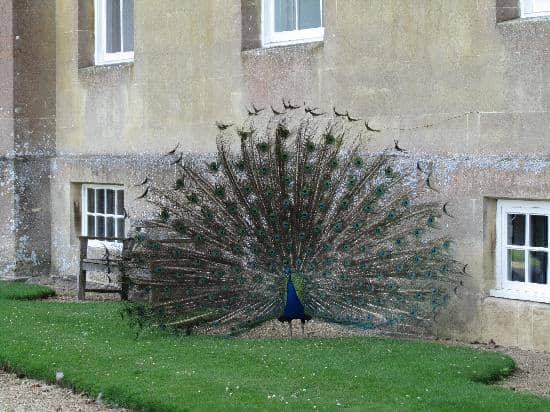 Capability Brown's Gardens