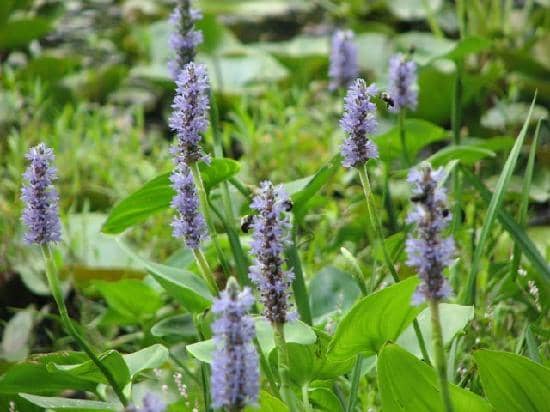 Asian-Inspired Vignettes