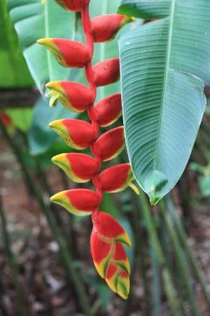 Creole Restaurant Dining