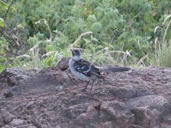 Galapagos Land Iguanas