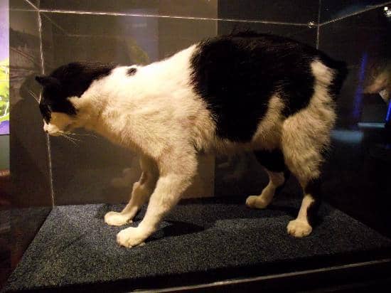 Archibald Knox Exhibition