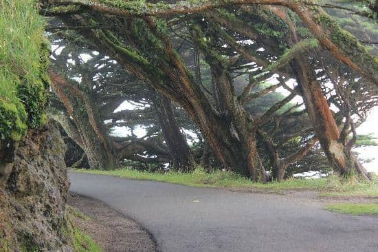Windswept Headlands