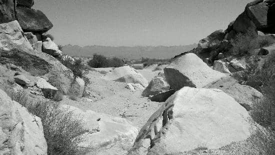 Desert Wildlife