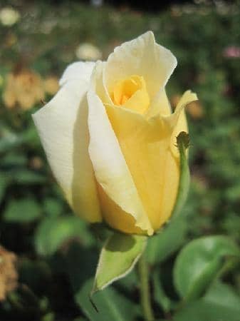 Squirrel Doors Art Installation