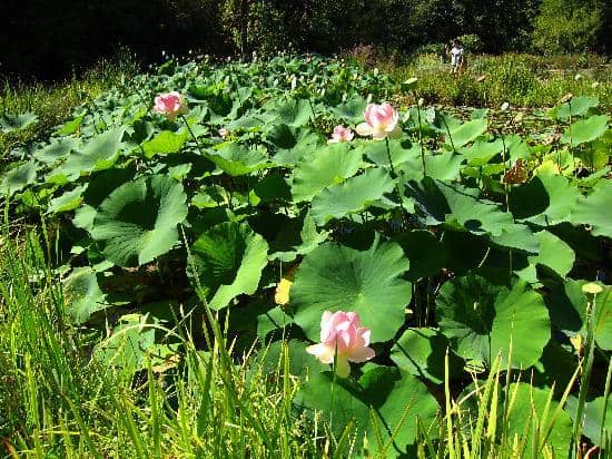 Historic Bridge Walk