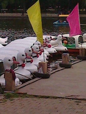 Lush Greenery and Walking Paths