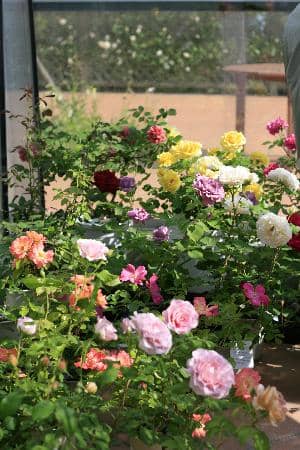 Greenhouse & Seasonal Displays