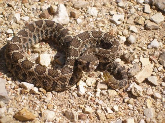 Blooming Native Flora
