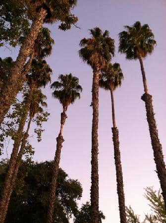 Chinese Cultural Garden