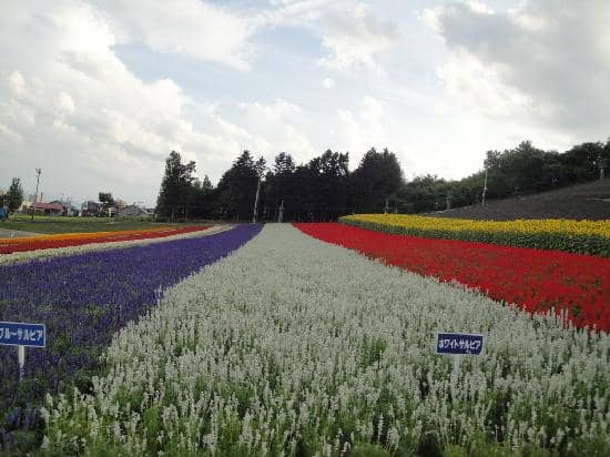 White Lavender 'Misato Sekka'