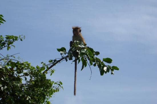Wildlife Encounters