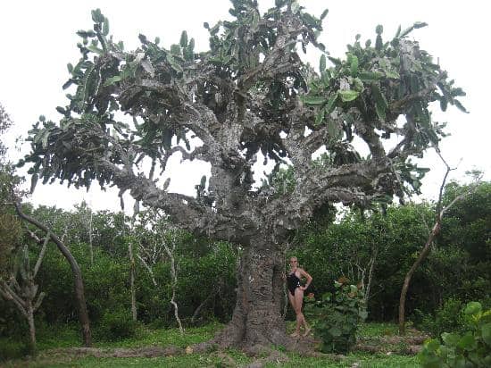 Varahicacos Ecological Reserve