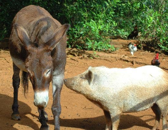 Serene Sanctuary Grounds