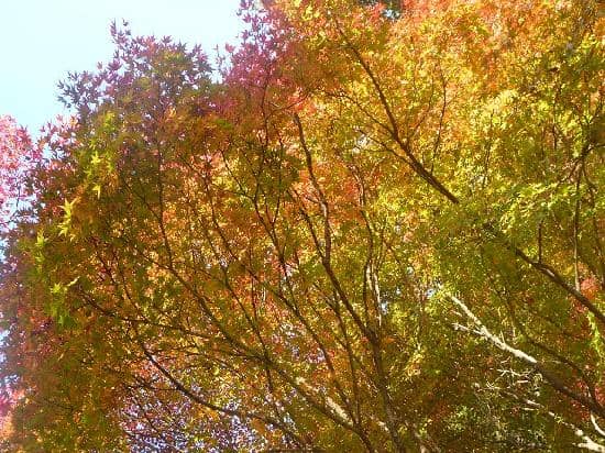 Symbol Tree (Millennium Olive Terrace)