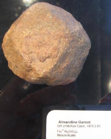 Live Animal Encounters