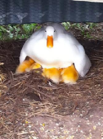 Acrobranch Adventure Park