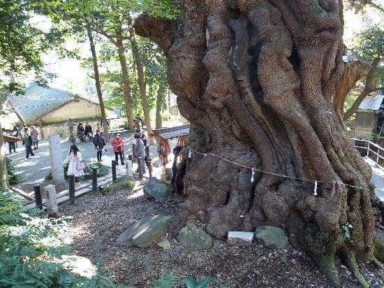 Shrine Buildings and Cafes