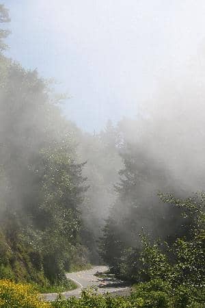 Serene Forest Trails