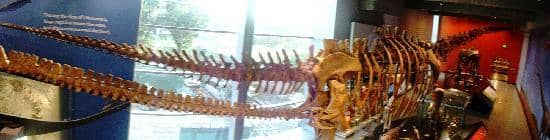 Natural History Museum of Los Angeles County