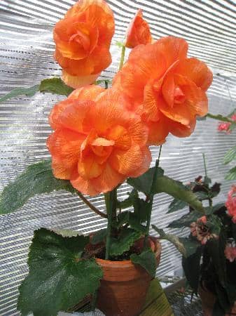 Vegetable Gardens & Produce