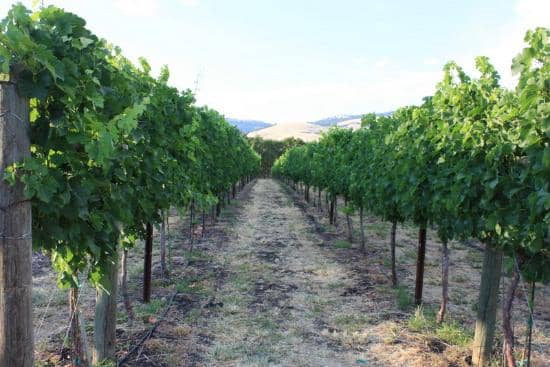 Live Music & Performances