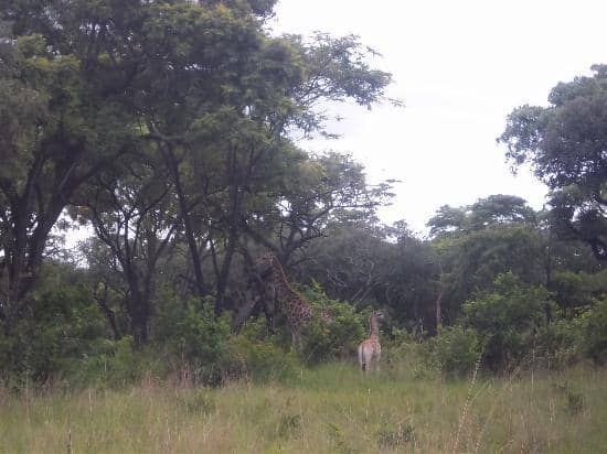 Horseback Safari