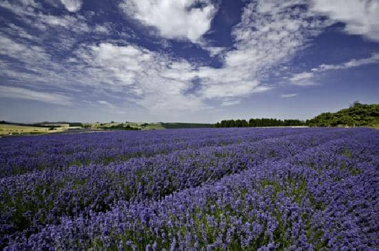 Lavender-Themed Treats