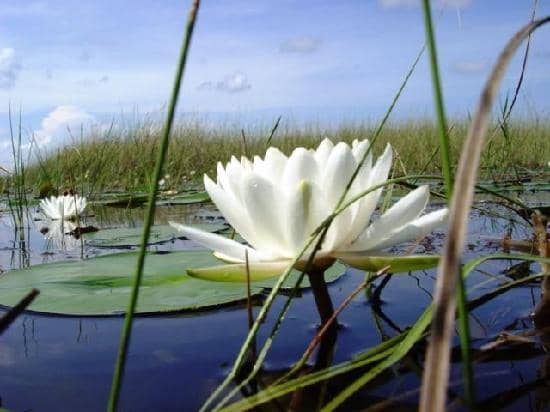 Sunset Airboat Tours