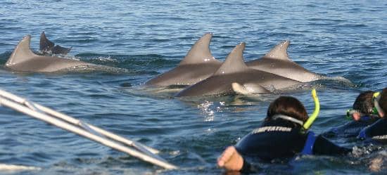 Dolphin Watch Tour