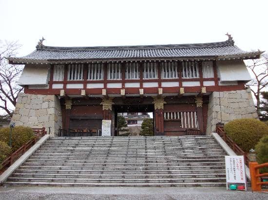 Sakura Season Blooms