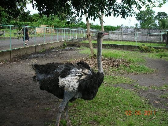 Diverse Avian Life