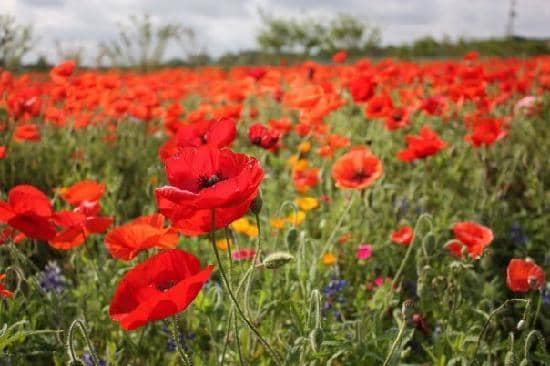 Vibrant Wildflower Fields