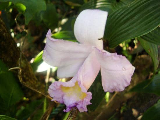 Native Costa Rican Species