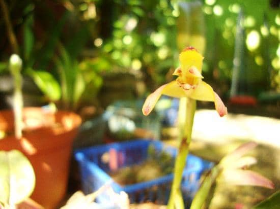 Fascinating Adaptations