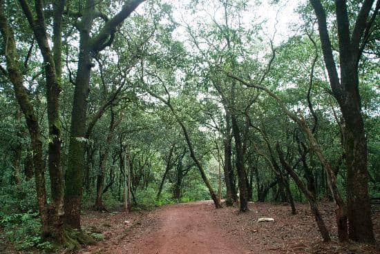 Wooded Nature Trails