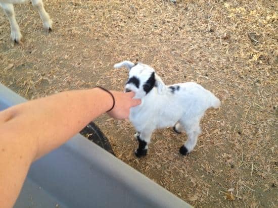 Artisan Crafts & Exhibits