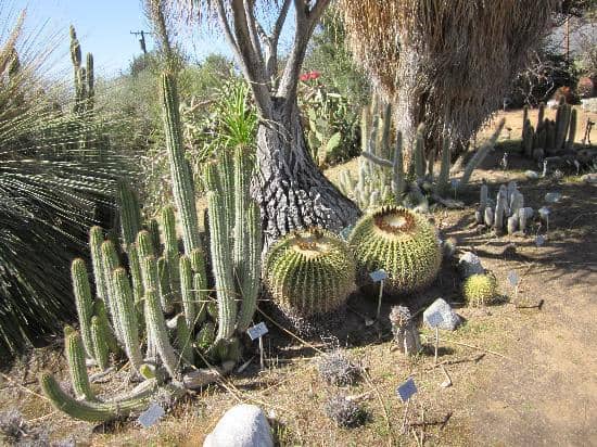 World Plant Collections