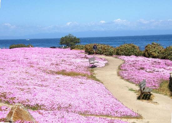 Pacific Grove Butterfly Sanctuary
