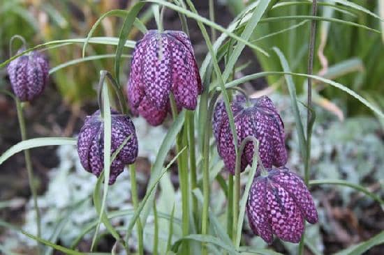 Restored Victorian Walled Gardens